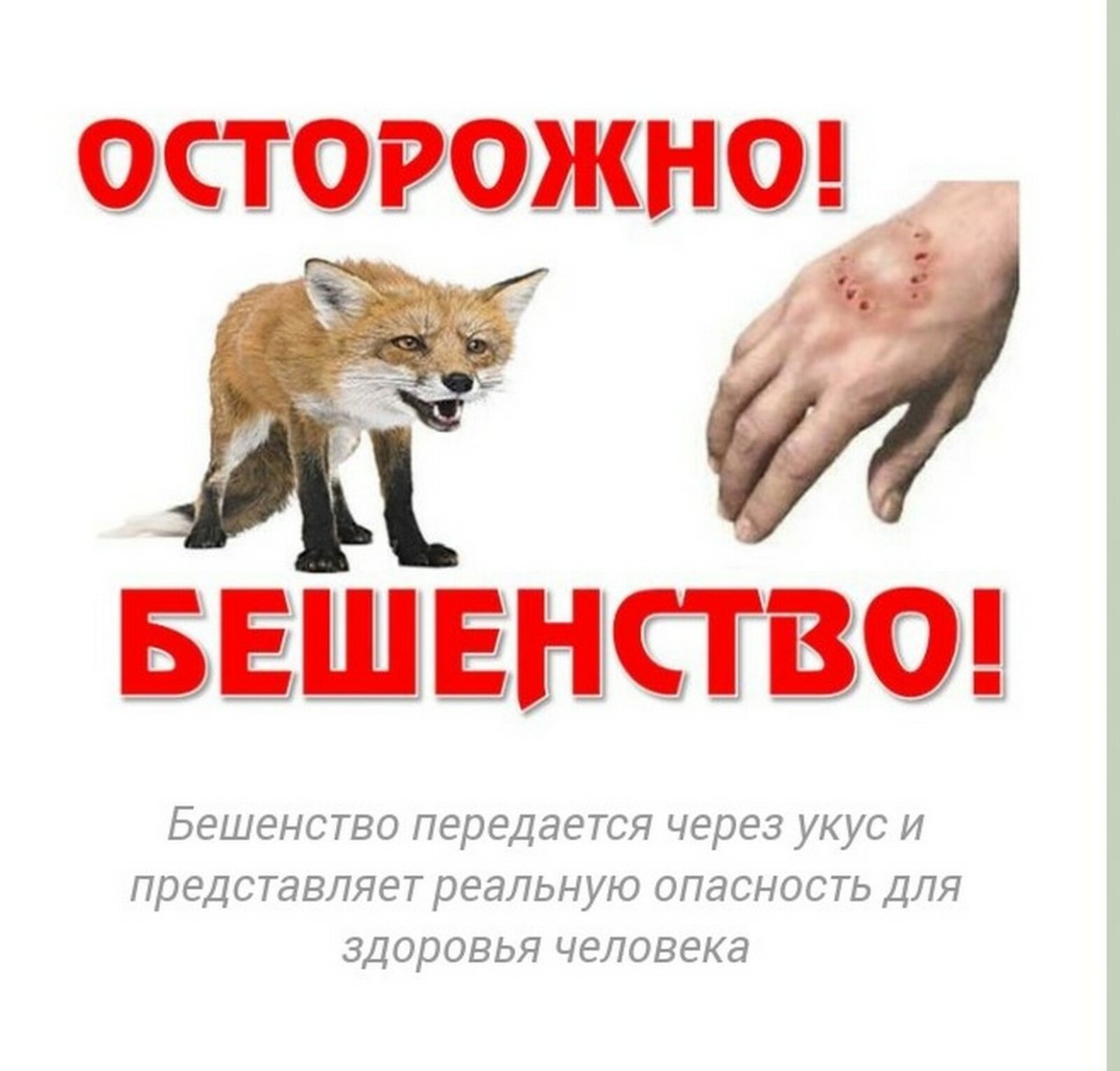 Профилактика бешенства.
