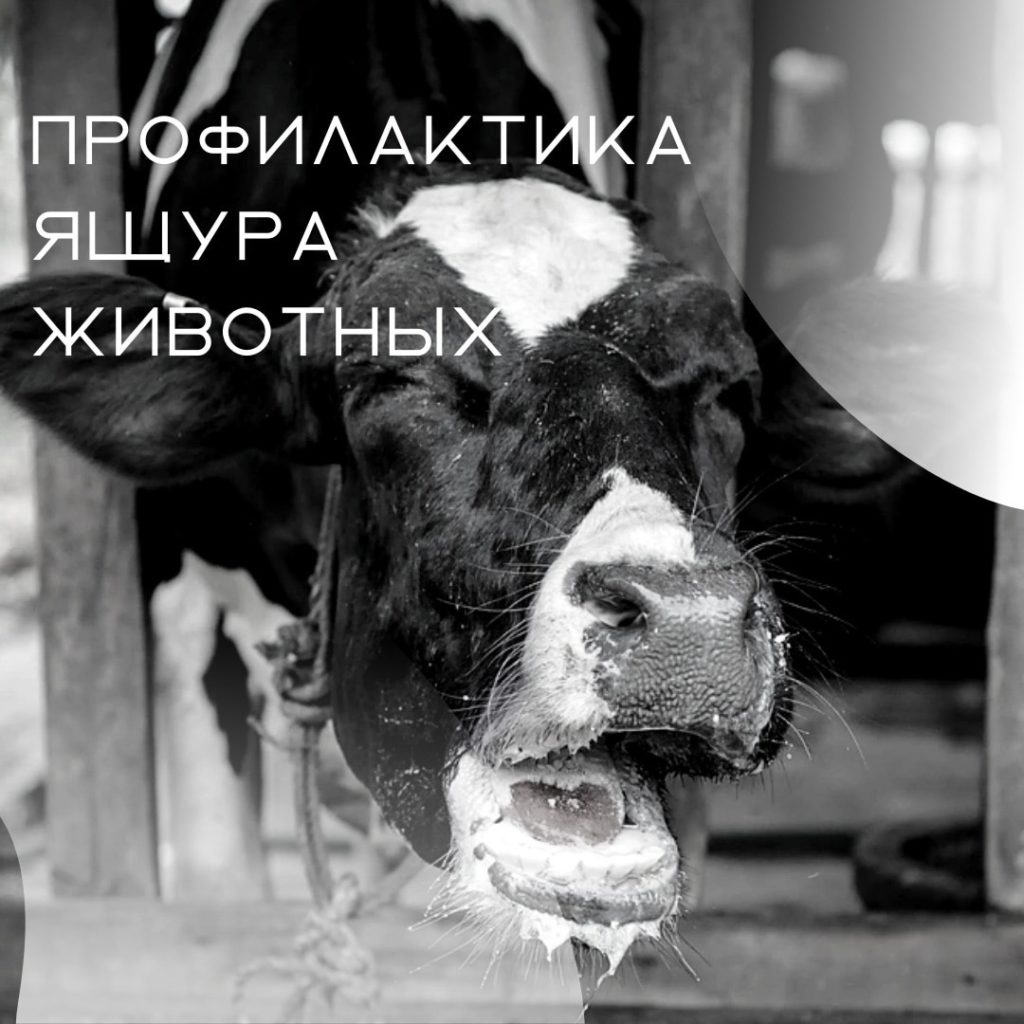 ЯЩУР - высококонтагиозная вирусная болезнь парнокопытных, а также мозоленогих животных.